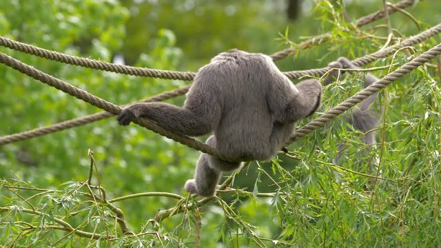 Silvery gibbon (Hylobates moloch) in captivity