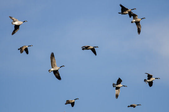 Whiffling Flock of Canada Geese Coming in for Landing in a Blue Sky