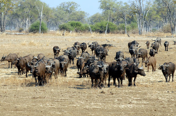 Sambia South Luangwa 2010 Buffalo Büffel Bull