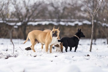 american staffordshire terrier dog playing on snow