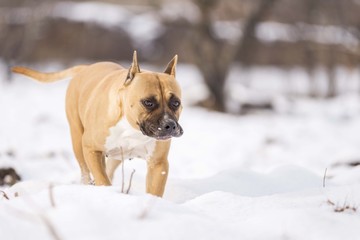 american staffordshire terrier dog playing on snow
