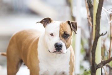 Obraz premium american staffordshire terrier dog playing on snow