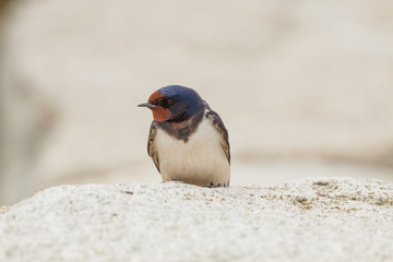 Barn swallow (Hirundo rustica)