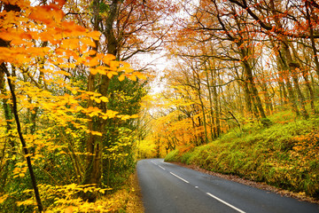 Scenic road winding through autumn forest of Dartmoor National Park, a vast moorland in the county of Devon, in southwest England.