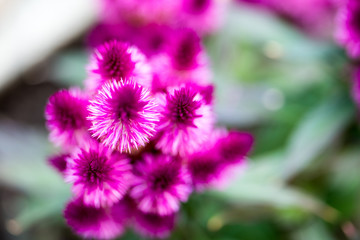 Obraz premium Celosia Caracas – The Cockscomb Flower