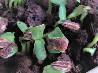 Sementes de girassol germinando.
