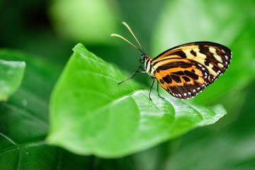 Butterfly on a Green Leaf