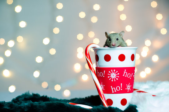 Christmas animal in a cup of Holiday fun