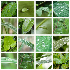 composition gouttes de pluie sur végétal 