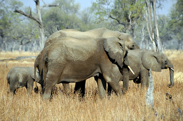 Sambia North Luangwa 2010 Elefant Elephant