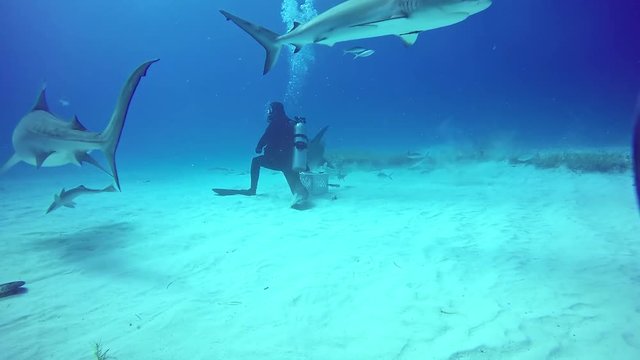Bull Sharks feeding underwater on sandy bottom of Tiger Beach Bahamas. Extreme scuba diving. Swimming with a dangerous predator Carcharhinus leucas in pure blue water of Atlantic Ocean.