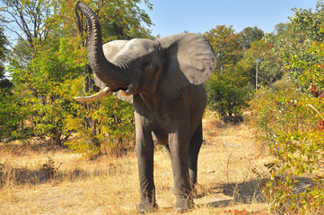 Botswana Moremi 2016 Elefant Elephants