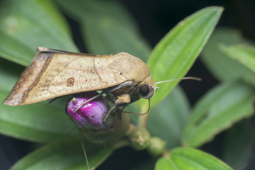 macro closeup butterfly