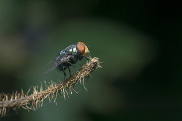 macro small flies of life