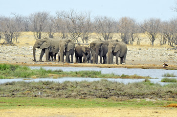Namibia Etosha 2017 Elefant Elephant