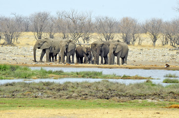 Obraz premium Namibia Etosha 2017 Elefant Elephant