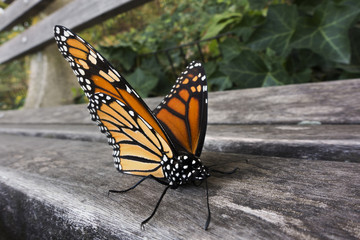 Fototapeta na wymiar monarch butterfly on park bench