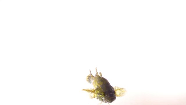 fish swim on a white background