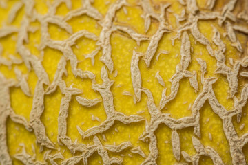 Detail aufnahme einer Honig Melone