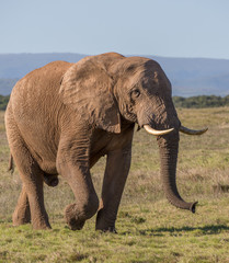Naklejka na ściany i meble African Elephant Male in South Africa
