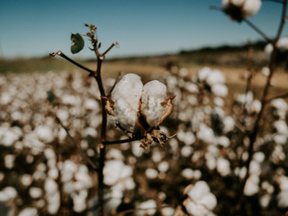 Cotton