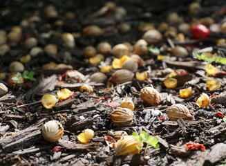 Fallen tree nuts in autumn