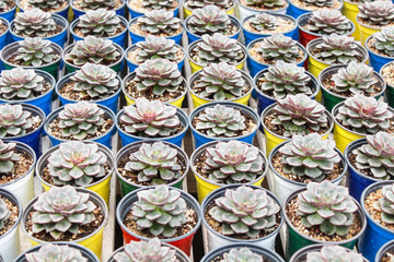 various types of succulent in flower pots in the greenhouse