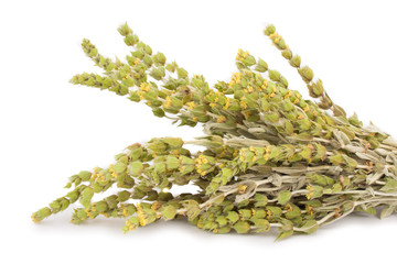 Bunch of mountain tea Malotira isolated on white background. Greek traditional herbs. Herbal tea.