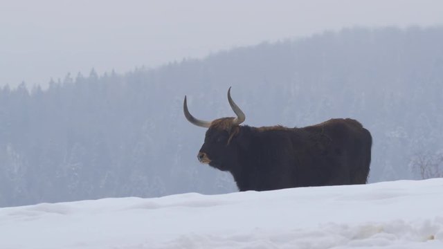 Aurochs in winter