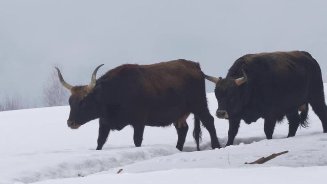 Aurochs in winter