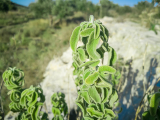 Fresh raw sage in mountain. Wild Sage herb grows on the field. Aromatic natural sage plant of sky and nature background.