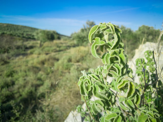 Fresh raw sage in mountain. Wild Sage herb grows on the field. Aromatic natural sage plant of sky and nature background.