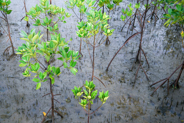 Young red mangrove tree in the mangrove forest
