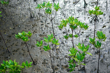 Young red mangrove tree in the mangrove forest