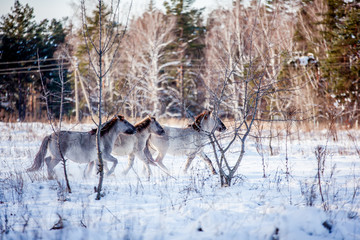The herd of Polish conies runs through the snowy forest in the winter