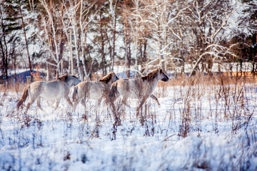 The herd of Polish conies runs through the snowy forest in the winter