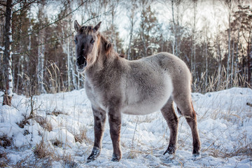 Horse of the breed Polish konik pose for portrait in winter against the background of snow © Елизавета Мяловская