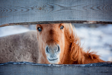 Horse of the breed Polish konik pose for portrait in winter against the background of snow © Елизавета Мяловская