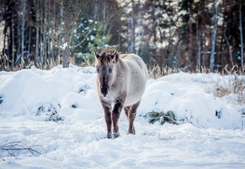 Horse of the breed Polish konik pose for portrait in winter against the background of snow © Елизавета Мяловская