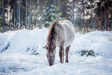 Horse of the breed Polish konik pose for portrait in winter against the background of snow © Елизавета Мяловская