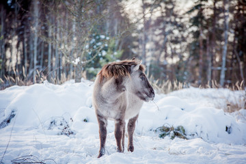 Horse of the breed Polish konik pose for portrait in winter against the background of snow