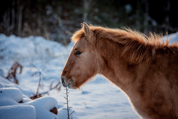 Horse of the breed Polish konik pose for portrait in winter against the background of snow © Елизавета Мяловская