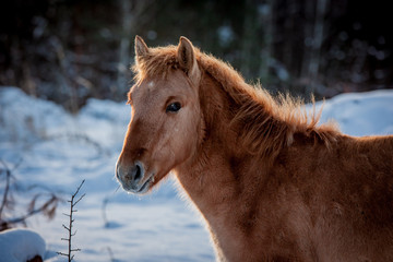 Horse of the breed Polish konik pose for portrait in winter against the background of snow © Елизавета Мяловская