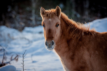 Horse of the breed Polish konik pose for portrait in winter against the background of snow © Елизавета Мяловская