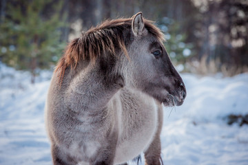 Horse of the breed Polish konik pose for portrait in winter against the background of snow © Елизавета Мяловская