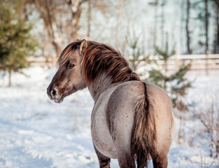 Horse of the breed Polish konik pose for portrait in winter against the background of snow © Елизавета Мяловская