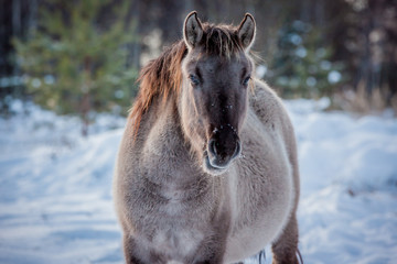 Horse of the breed Polish konik pose for portrait in winter against the background of snow © Елизавета Мяловская