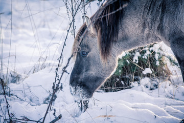 Horse of the breed Polish konik pose for portrait in winter against the background of snow © Елизавета Мяловская