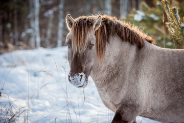 Horse of the breed Polish konik pose for portrait in winter against the background of snow © Елизавета Мяловская