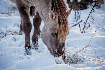 Horse of the breed Polish konik pose for portrait in winter against the background of snow © Елизавета Мяловская